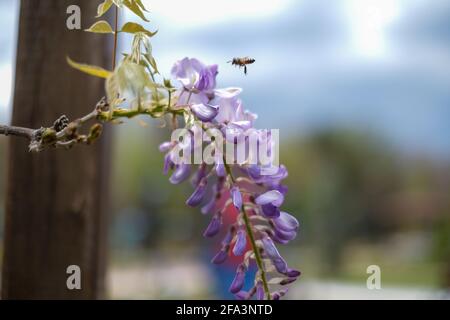 Honigbiene fliegt auf blühenden Bäumen zu violetten Blüten, um Pollen zu sammeln. Stockfoto