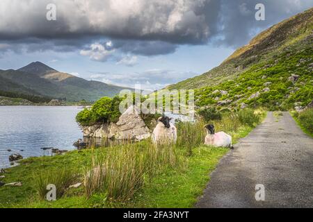 Zwei Schafe oder Widder ruhen auf dem Gras zwischen See und Landstraße in Black Valley, MacGillycuddys Reeks Mountains, Ring of Kerry, Irland Stockfoto