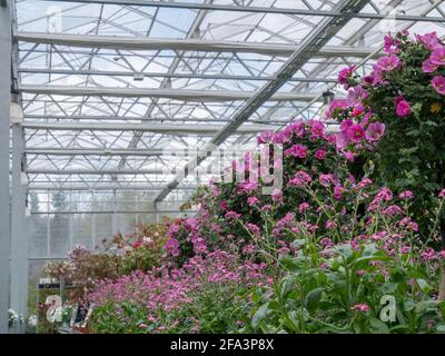 Bunte Blumen wachsen in der Glashaus-Gärtnerei Stockfoto