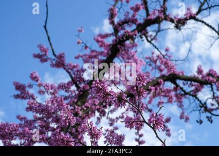 Äste mit rosa Blüten gegen den blauen Himmel, selektiver Fokus, Stockfoto