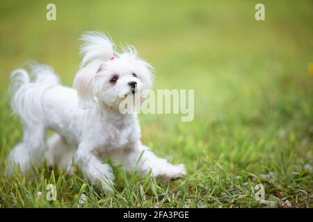 Kleiner weißer maltesischer Hund auf grünem Gras auf einem warmen Tag Stockfoto