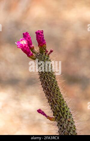 Sonoran Desert Museum - Igelkaktus Stockfoto