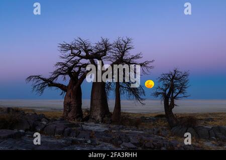Der Vollmond steigt hinter Baobab-Bäumen auf Kubu Island auf Stockfoto
