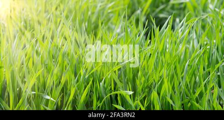 Frühling frisches grünes Rasengras, Pflanzenblätter funkeln in der warmen Sonne. Stockfoto