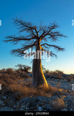 Einzelner junger Baobab-Baum bei Sonnenaufgang auf Kubu Island Stockfoto