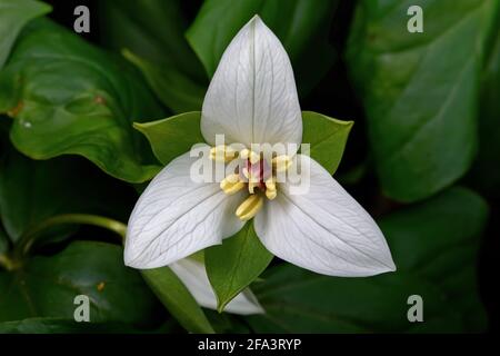 Weißes Trillium, das im frühen Frühjahr blüht. Stockfoto