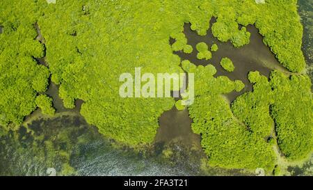 Luftaufnahme von Flüssen in tropischen Mangrovenwälder. Mangrove Landschaft, Siargao, Philippinen. Stockfoto