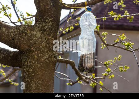 Vogelfutterhäuschen aus wiederverwendeter Plastikflasche, aufgehängt an einem Ast voller Sonnenblumenkerne, Sopron, Ungarn Stockfoto