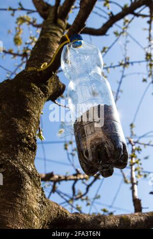Vogelfutterhäuschen aus wiederverwendeter Plastikflasche, aufgehängt an einem Ast voller Sonnenblumenkerne, Sopron, Ungarn Stockfoto