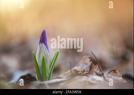 Der frühe Frühling Crocus vernus Erinnerung Stockfoto