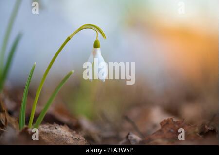 Galanthus nivalis oder gewöhnlicher Schneeglöckchen - Nahaufnahme von blühendem Weiß Blüht im frühen Frühjahr im Wald Stockfoto