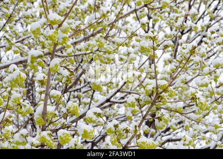 Ahornblüten bedeckt mit Schnee nach einem frühen Frühlingsschnee. Stockfoto