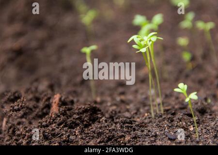 Detail von Brunnenkressensamen, die in der feuchten Erde keimen Der Garten Stockfoto