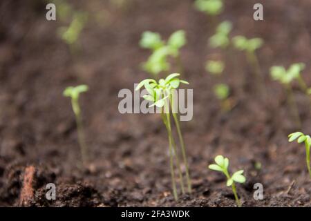 Detail von Brunnenkressensamen, die in der feuchten Erde keimen Der Garten Stockfoto