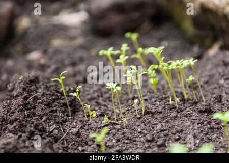 Detail von Brunnenkressensamen, die in der feuchten Erde keimen Der Garten Stockfoto