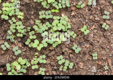 Draufsicht auf Brokkoli-Sprossen im Keimer Stockfoto