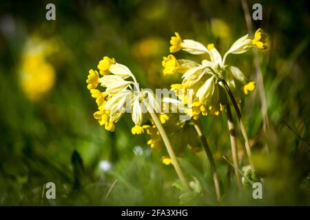 Kuhslip auf Blume Stockfoto