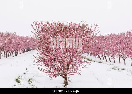 Kanada, Ontario, Niagara am See, blühender Pfirsichgarten, bedeckt mit einem seltenen Frühjahrsschnee. Stockfoto