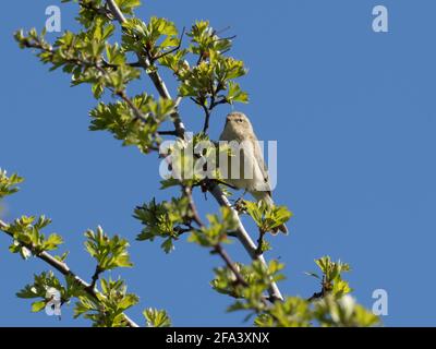 Eine gewöhnliche Chiffchaff (Phylloscopus collybita), auch bekannt als nur Chiffchaff, überblickt ihr Territorium von der Spitze eines Weißdornbusches. Stockfoto