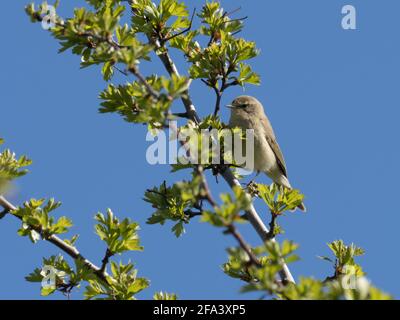 Eine gewöhnliche Chiffchaff (Phylloscopus collybita), auch bekannt als nur Chiffchaff, überblickt ihr Territorium von der Spitze eines Weißdornbusches. Stockfoto