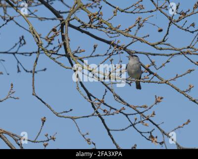 Eine eurasische Schwarzkappe (Sylvia atricapilla), die an einem klaren Frühlingsmorgen in einem Baum mit blauem Himmel im Hintergrund steht. Stockfoto