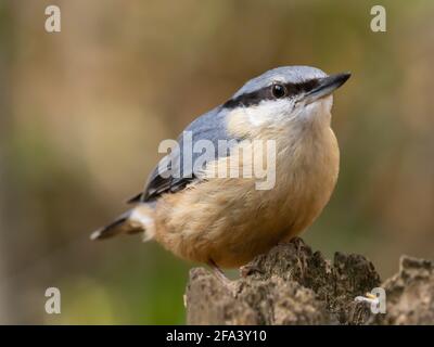 Ein eurasischer Nuthatch oder Wood Nuthatch, auch in Großbritannien als Just Nuthatch (Sitta europaea) bekannt, der auf einem Pfosten thront. Stockfoto