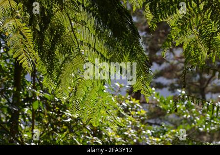 Baumfarne im Laurisilva-Waldbiom von Madeira Stockfoto
