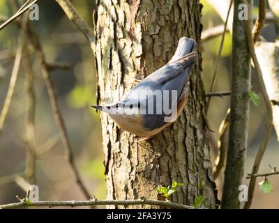 Ein eurasischer Nuthatch oder Wood Nuthatch, auch in Großbritannien als Just Nuthatch (Sitta europaea) bekannt, der auf einem Baumstamm thront. Stockfoto