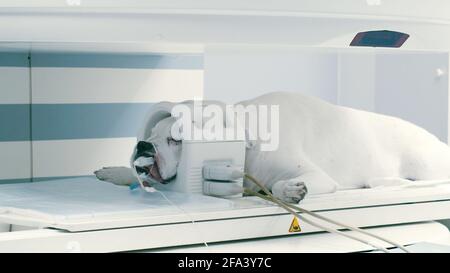 Scannen Hundekopf in Magnetresonanztomographie Maschine. Untersuchung auf Tierklinik, die Pflege über Haustiere. Stockfoto