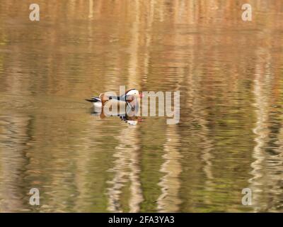 Eine männliche Mandarinente (Aix galericulata) schwimmend in einem Teich, der weiche Spiegelungen von Bäumen an der Oberfläche zeigt. Stockfoto