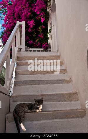 Schwarze und weiße Katze auf weißen Stufen, die zu blühendem purpurroten Bougainvillea, Mykonos, Griechenland, führen Stockfoto