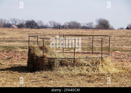 Altes Rundballenfutter aus Metall, in dem sich noch Heureste befinden Im Winter mit Bäumen auf dem Feld unten Die Fenkeline am Horizont Stockfoto