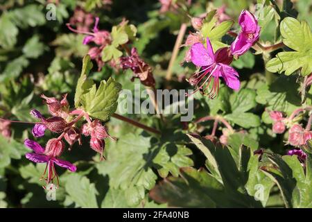 Geranium macrorrhizum ‘Czakor’ großer Schädelschnabel – dunkelrosa Blüten und gelappte Blätter, April, England, Großbritannien Stockfoto