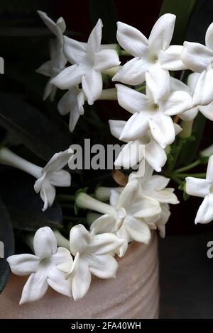 Stephanotis floribunda hoch duftende weiße sternförmige Blüten, April, England, Großbritannien Stockfoto