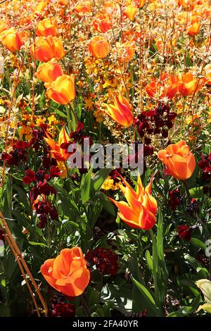 Tulipa ‘Cairo’ Triumph Tulip 3 Tulipa ‘Fly Away’ Lily blüht am 6. April, England, Großbritannien Stockfoto