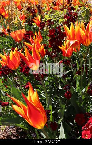 Tulipa ‘Fly Away’ Lilienblüte 6 Fly Away Tulpe - scharlachrote Blüten, gelbe Ränder, April, England, Großbritannien Stockfoto