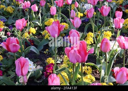 Tulipa ‘Pink Impression’ Darwin Hybrid 4 Pink Impression Tulpe - tiefrosa Blüten, breite hellrosa Ränder, April, England, Großbritannien Stockfoto