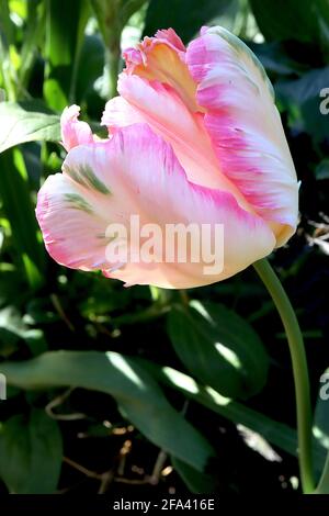 Tulipa gesneriana var dracontia ‘Apricot Parrot’ Parrot 10 Apricot Parrot Tulpe - gedrehte cremefarbene Blütenblätter, Aprikosenbündel, rosa Ränder, grüne Federblätter, Stockfoto