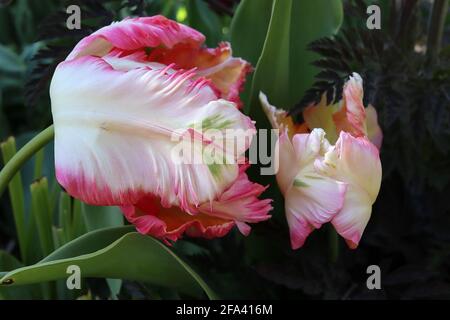 Tulipa gesneriana var dracontia ‘Apricot Parrot’ Parrot 10 Apricot Parrot Tulpe - gedrehte cremefarbene Blütenblätter, Aprikosenbündel, rosa Ränder, grüne Federblätter, Stockfoto