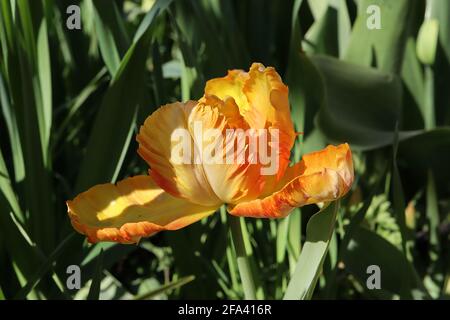 Tulipa gesneriana var dracontia ‘Papagei King’ Papagei 10 Papagei King Tulpe - verdrehte orange gelbe Blütenblätter, tieforange Ränder, rote Federfarbe, April, Stockfoto