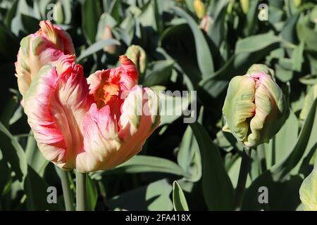 Tulipa gesneriana var dracontia ‘Avignon Papagei’ Papagei 10 Avignon Papageientupette - gedrehte, cremig-weiße Blütenblätter, dunkelrosa Ränder, blassrosa Ränder, Stockfoto