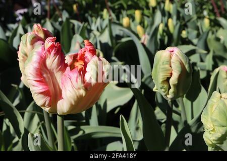 Tulipa gesneriana var dracontia ‘Avignon Papagei’ Papagei 10 Avignon Papageientupette - gedrehte, cremig-weiße Blütenblätter, dunkelrosa Ränder, blassrosa Ränder, Stockfoto