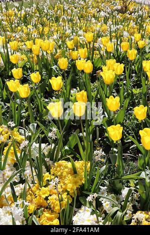 Tulipa ‘Yellow Purissima’ Fosteriana 13 Yellow Purissima Tulpe - tiefgelbe Blüten, April, England, Großbritannien Stockfoto