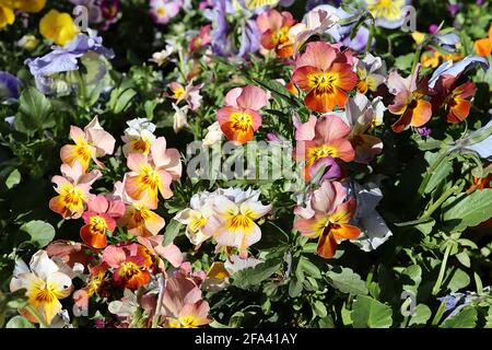 Viola x wittrockiana ‘Mystique Peach Shades’, ‘Fancy Shades Mix’ und ‘Marina’ Mixed Stiefmütterchen, April, England, Großbritannien Stockfoto