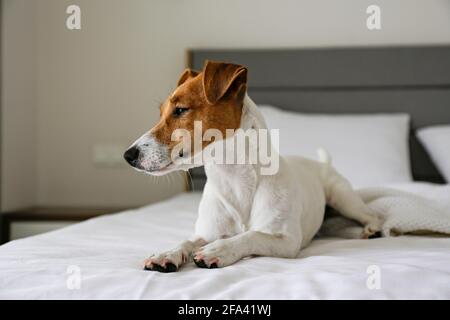 Niedlicher Jack Russel Terrier Welpe mit großen Ohren wartet auf den Besitzer auf einem ungefertigten Bett mit Decke und Kissen. Kleine liebenswert doggy mit lustigen Fell stai Stockfoto