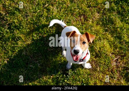 Lustige kleine Jack russell Terrier Welpen spielen im Park auf einem saftig grünen Rasen. Adorable doggy mit Zunge hängen aus ruht auf einem Gras nach Playi Stockfoto