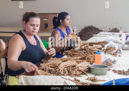 ESTELI, NICARAGUA - 21. APRIL 2016: Arbeiter sortieren Tabakblätter in der Zigarrenfabrik Tabacalera Santiago in Esteli. Stockfoto