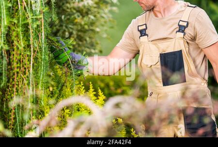 Professioneller kaukasischer Gärtner in den 40er Jahren, der die Gesundheit von Pflanzen durchführt, nimmt Baumzweig in seine Hand, um genauer hinsehen zu können. Gartenarbeit und Landschaftsbau Stockfoto