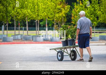 Senior man Rollwagen mit Rosenpflanzen aus dem Garten Zentrum mit Bäumen zum Verkauf im Hintergrund - selektiver Fokus Stockfoto
