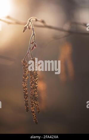 Kätzchen am Zweig des Alnus incana Tree (Europäische Grauerle). Männliche Blüten im frühen Frühling. Stockfoto